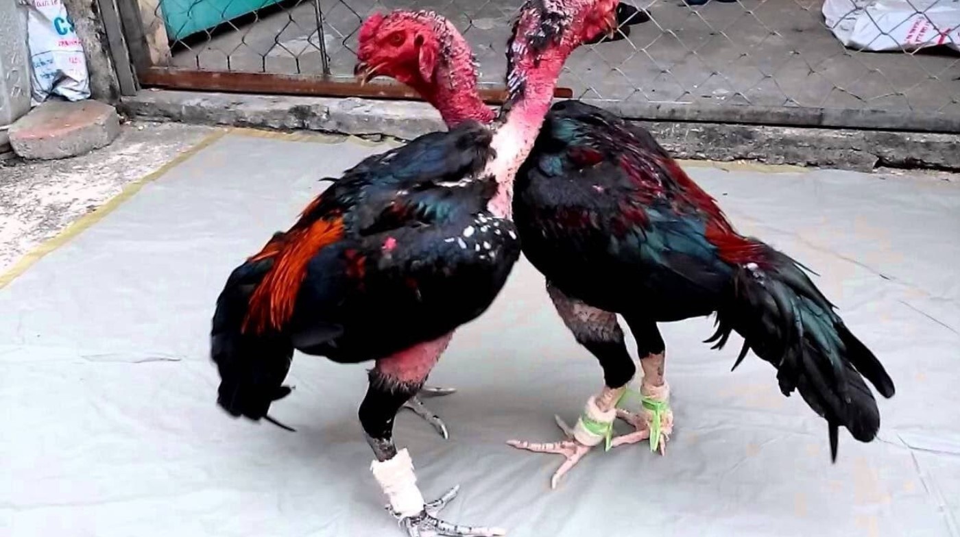 Đánh giá tố chất qua hành vi chiến kê